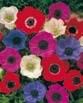 Anemone DE CAEN MIXED